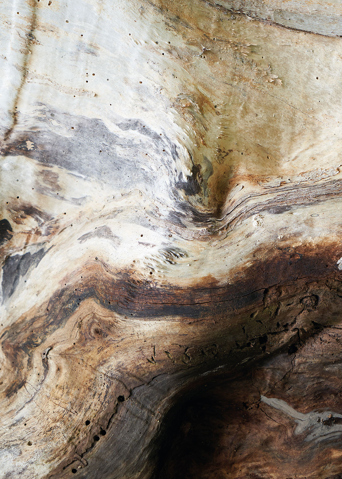 Papier peint panoramique Graphique Arbre marron - Beauty Full Image 2 de Casadéco | Réf. BFMA86151575