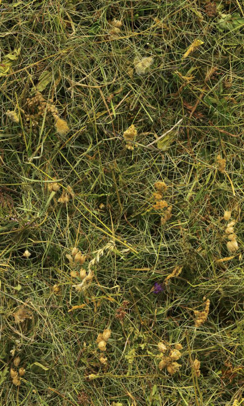 Herbe - panoramique Komar