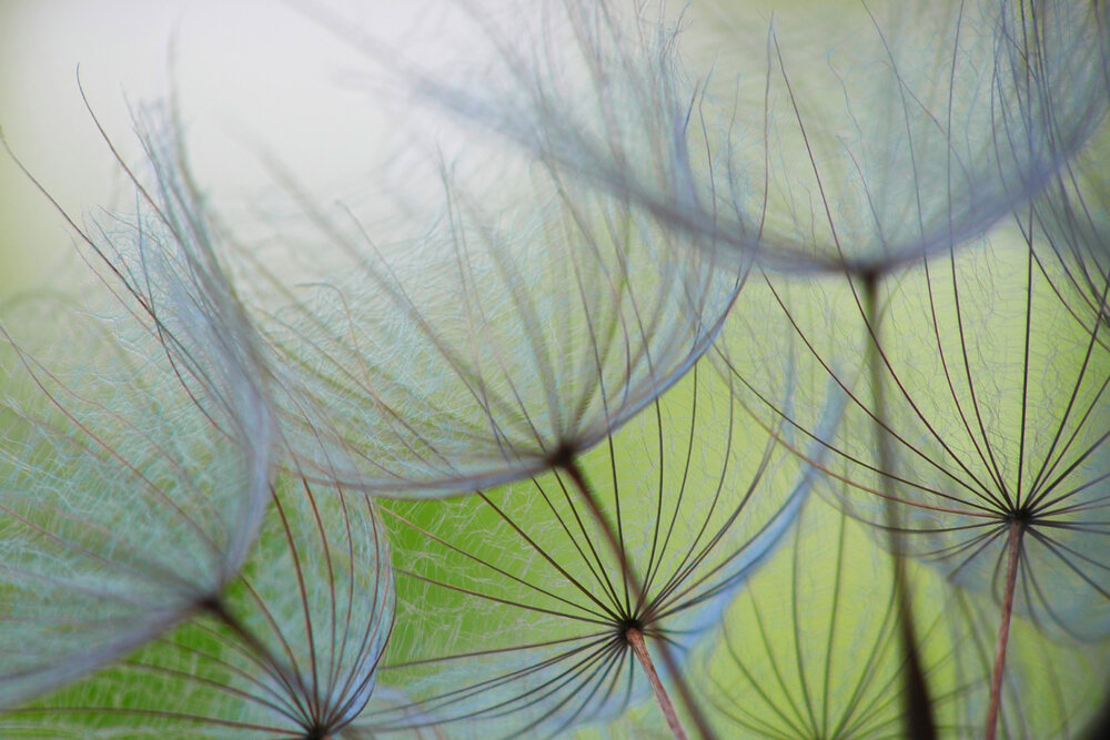 Papier peint panoramique Nature Pissenlit - Wall Love d'A.S. Création | Réf. DD129569