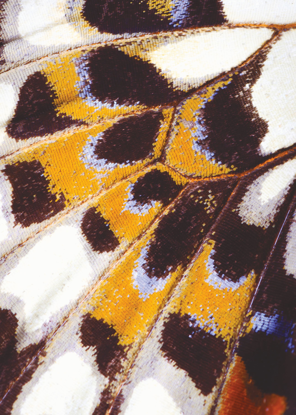 Papier peint panoramique Aile Papillon Mariposa M orange - Nicaragua de Casadéco | Réf. NICA87323418