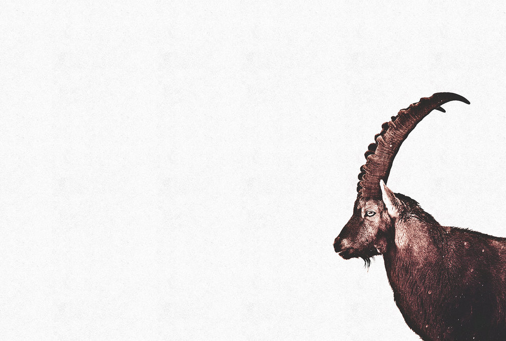 Papier peint panoramique Girafe Capricorn Snow - Référence DD119813 - Intissé 200g/m2 - Standard 400 x 270