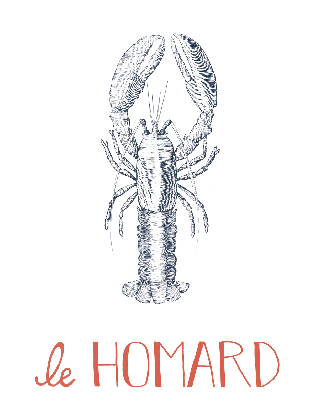 Affiche Homard Croquis 30x40 bleu marine - Seaside de Casadéco | Réf. SEAS201636802