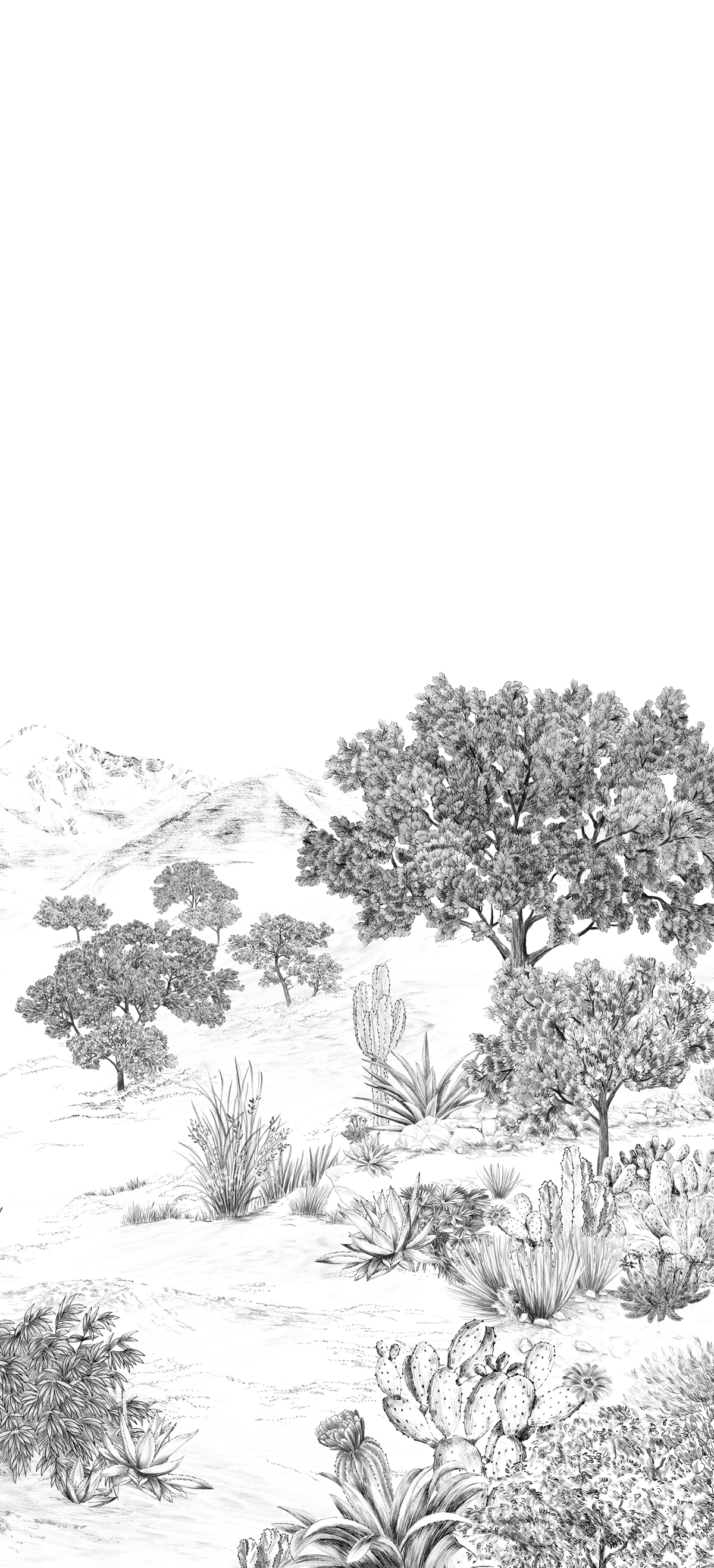 Papier peint panoramique Cactus Succulentes Grisaille A - 1/2/3 - Isidore Leroy