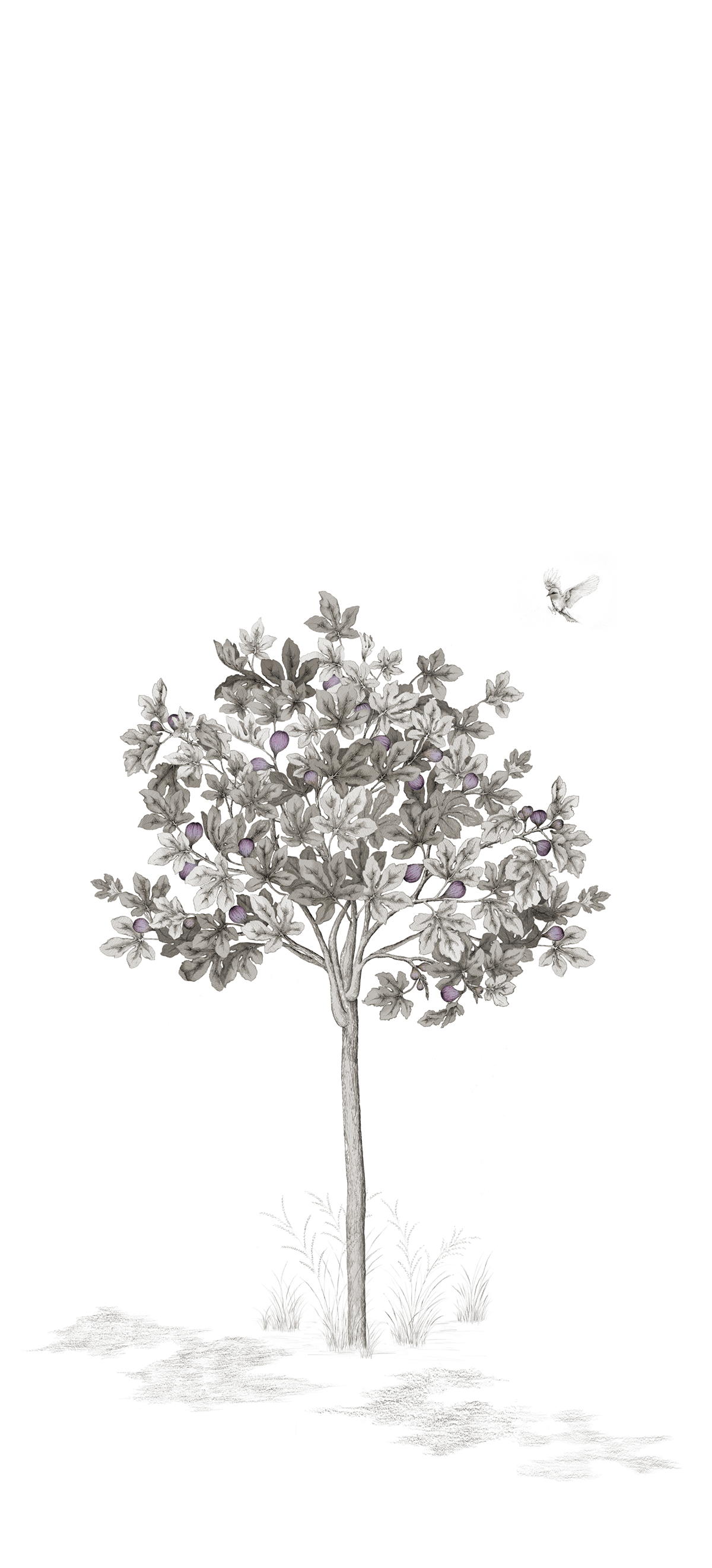 Papier peint panoramique Arbustes Gris - Figuier - Isidore Leroy