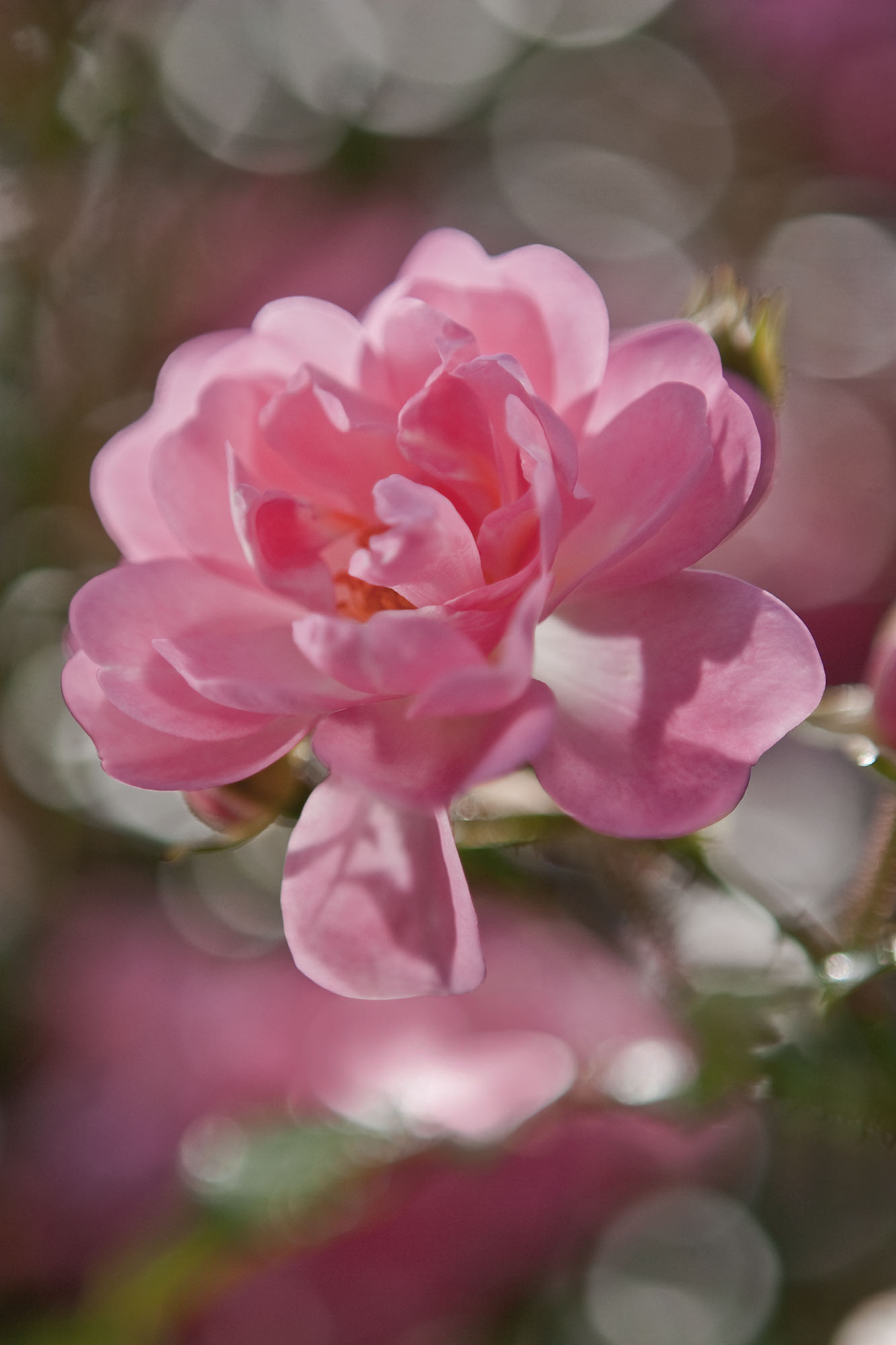 Subtile Rose - panoramique Komar