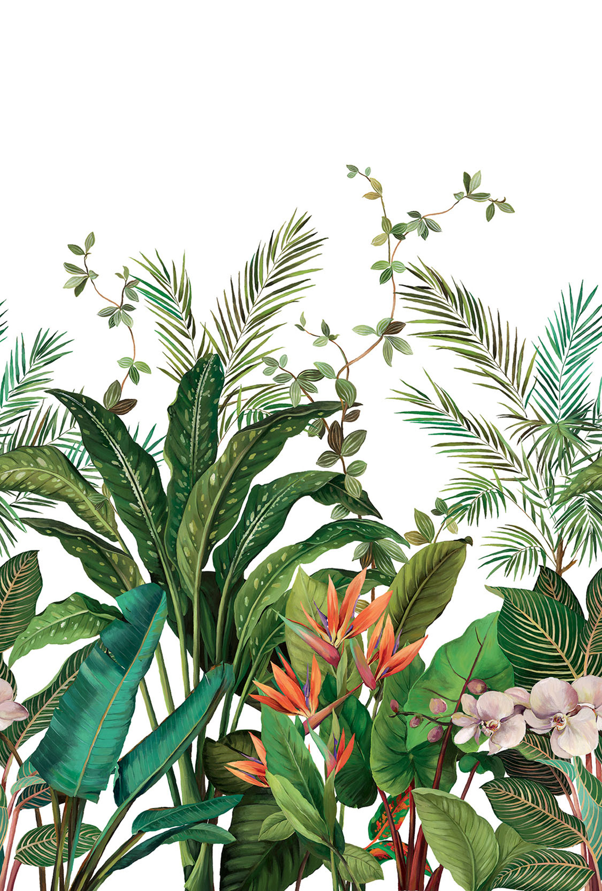 Papier peint panoramique Plante Oiseau de Paradis blanc - Daisy Bennett d'Initiales | Réf. INI-DB31700M