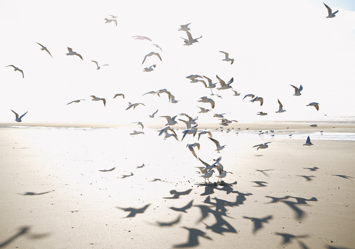 Papier peint panoramique Mouette Houlgate M beige sable 400X280 - Seaside de Casadéco | Réf. SEAS201531011