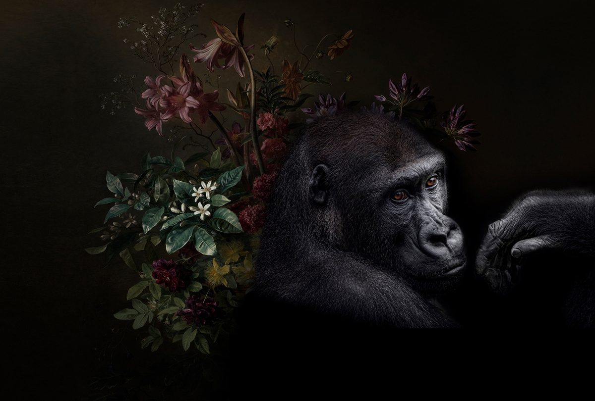 Papier peint panoramique Singe Wildlife 3  - Référence DD110626 - Intissé 200g/m2 - Standard 400 x 270