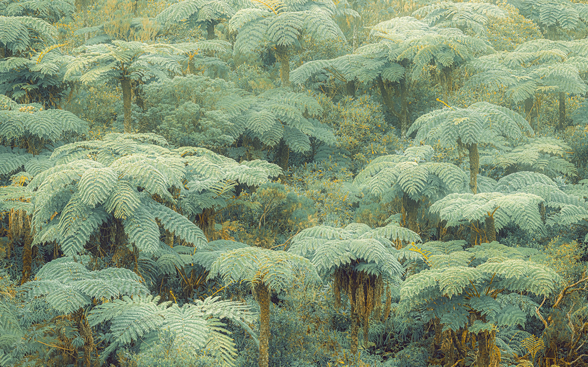 Papier peint panoramique Arbre Jungle Lands - Papier peint Komar Pure 2