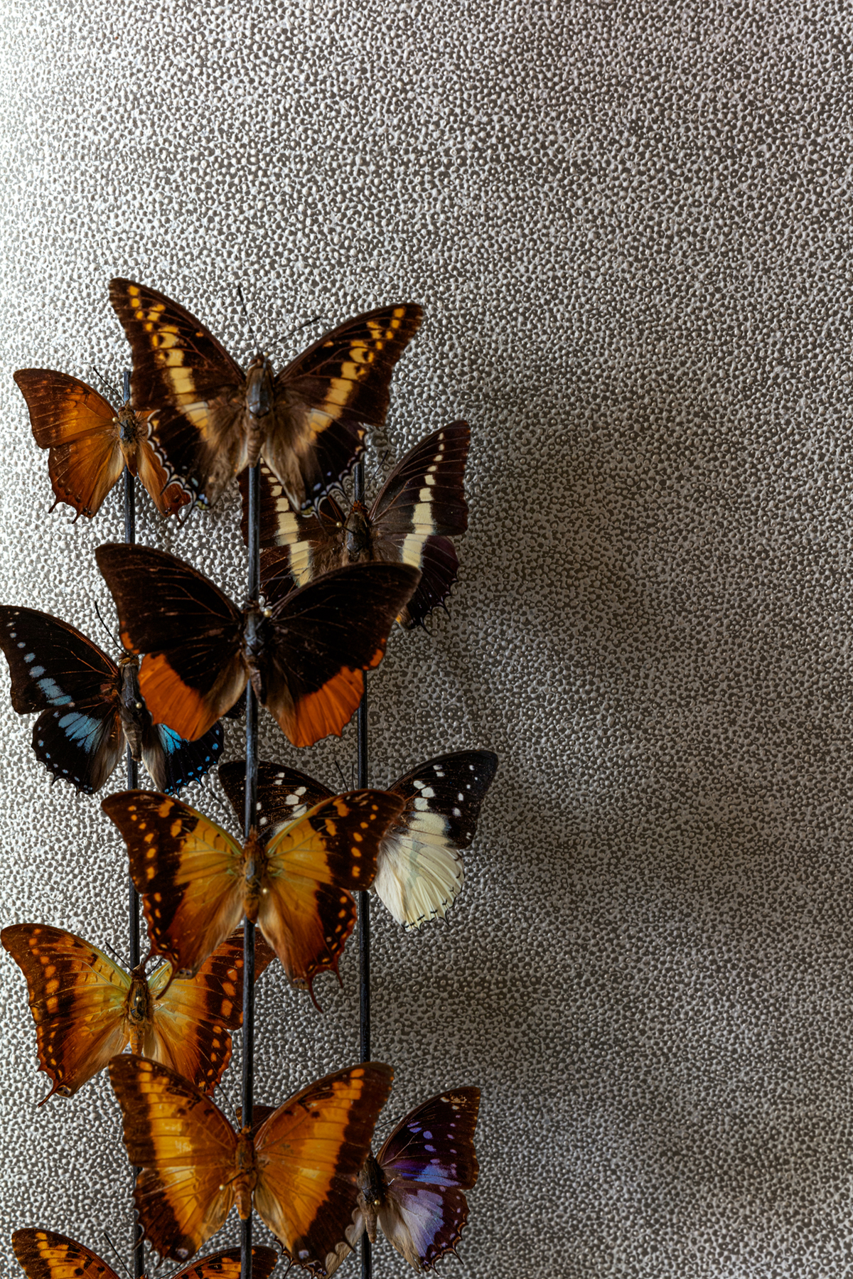 Papier peint Effet Peau Iguana gris argenté - The Texture Book de Masureel | Réf. MAS-CAB901