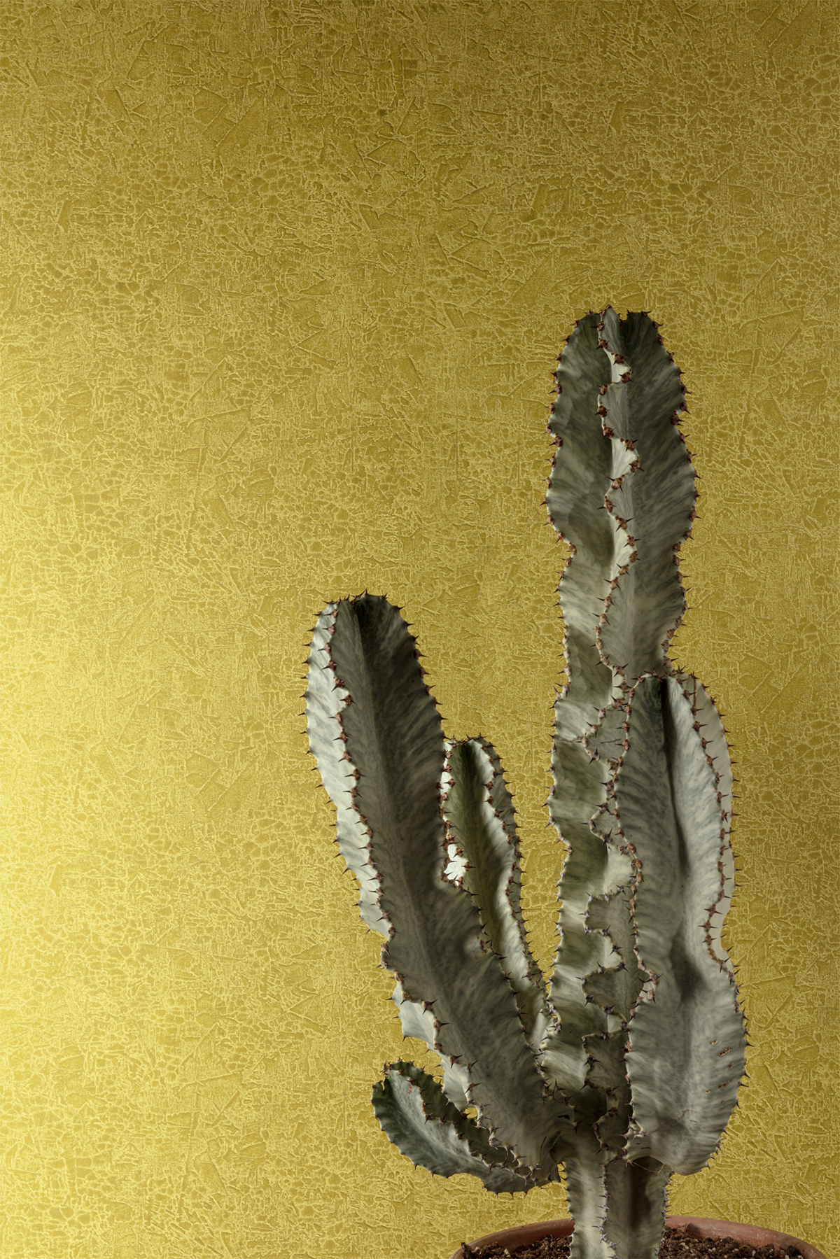 Papier peint Effet Craquelé Ramon vert olive doré - Havana de Masureel | Réf. MAS-HAV1003