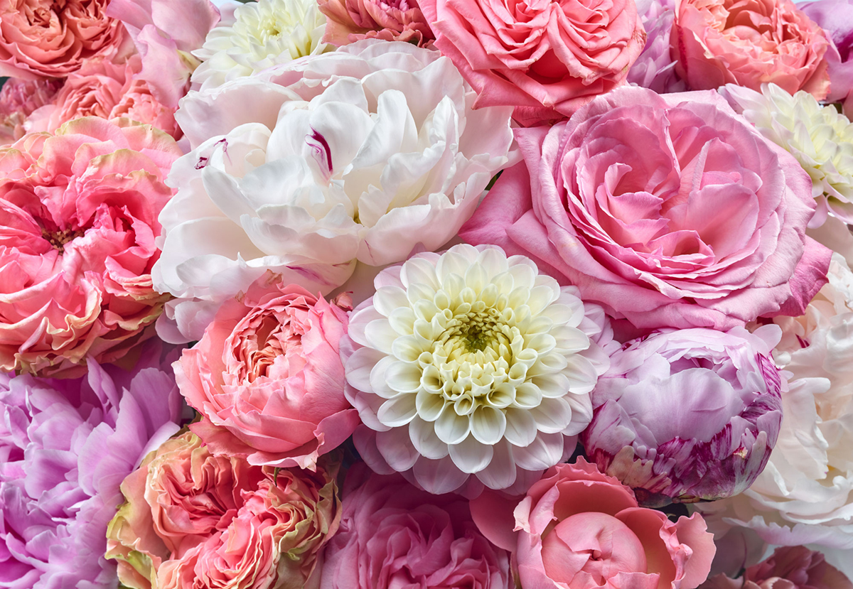 Papier peint panoramique Fleurs Vibrant Spring - Papier peint Komar Colors