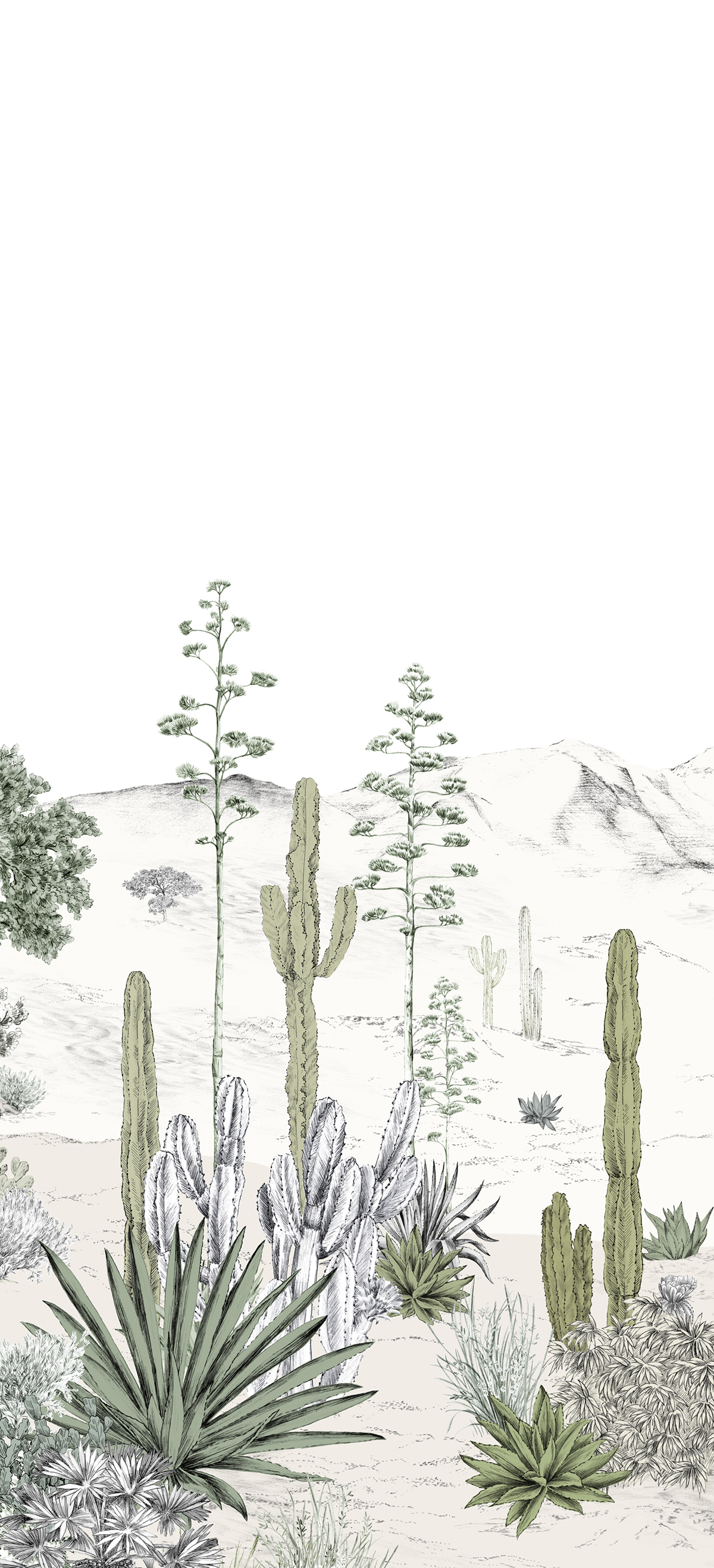 Papier peint panoramique Cactus Succulentes Naturel B - 4/5/6 - Isidore Leroy