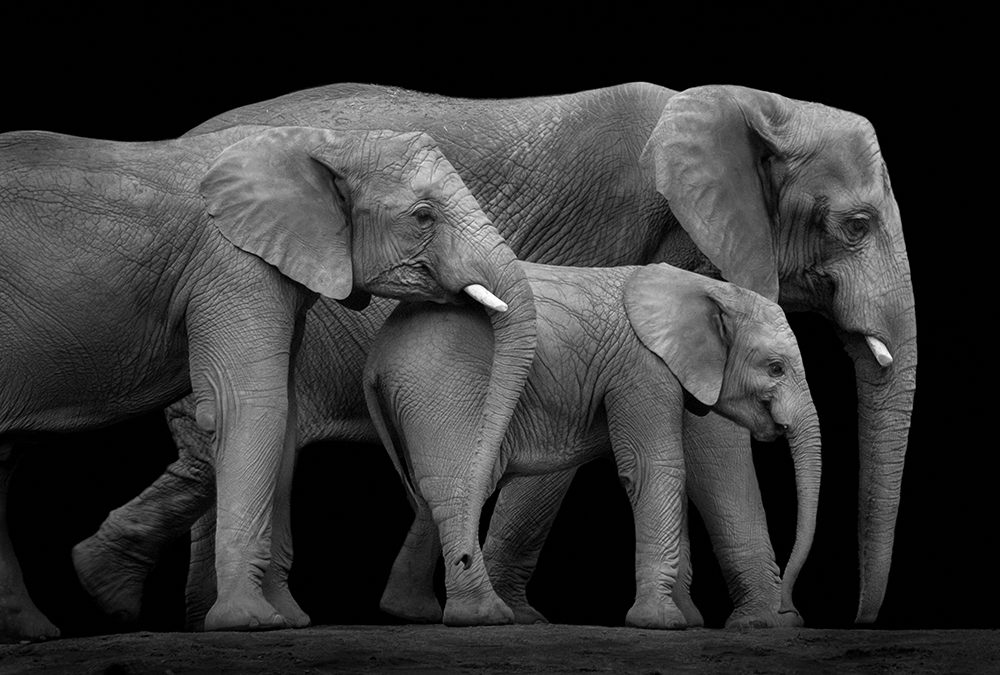 Papier peint panoramique Trois éléphants - Référence APD-471-512-400x270 - Intissé 200g/m2 - Standard 400 x 270