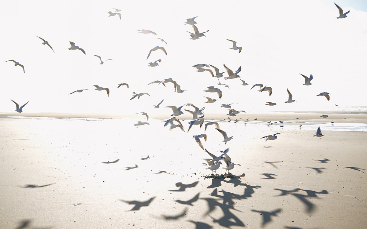 Papier peint panoramique Mouette Houlgate S beige sable 400X250 - Seaside de Casadéco | Réf. SEAS201531010