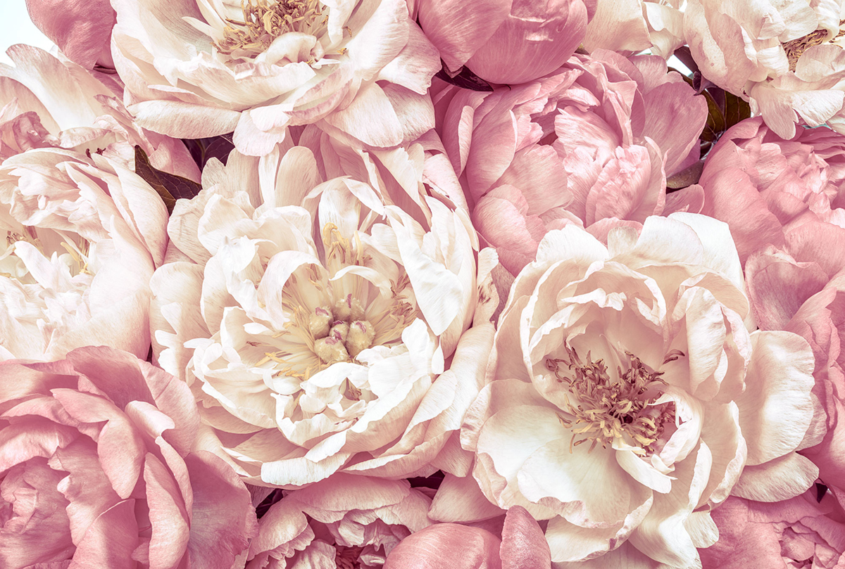 Papier peint panoramique Fleurs Peonies - Papier peint Komar Colors