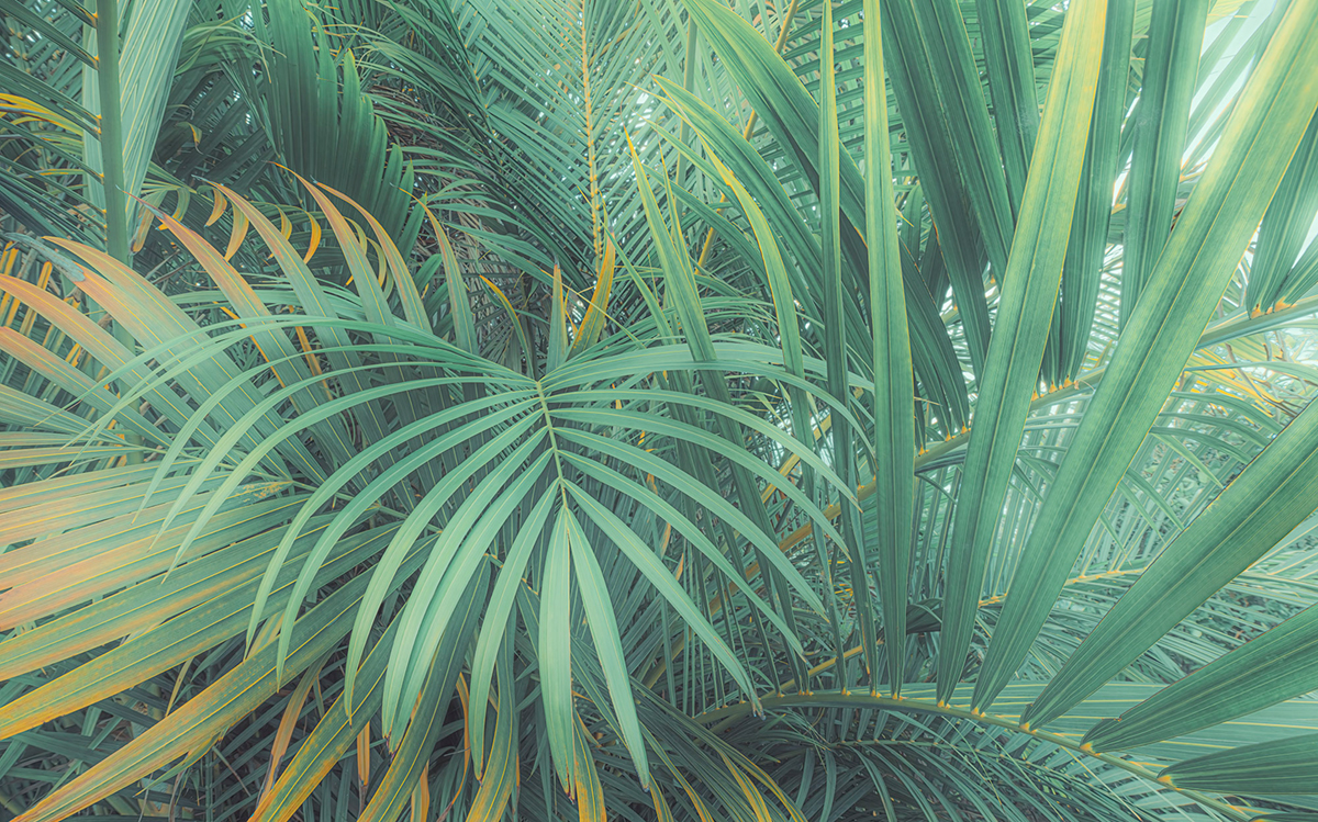Papier peint panoramique Palmes Foggy Fern - Papier peint Komar Pure 2