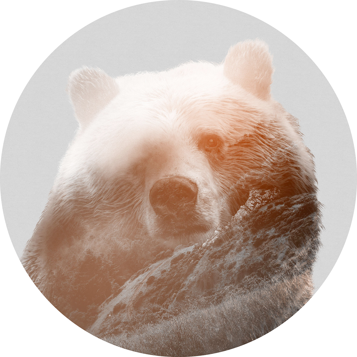 Papier peint adhésif rond Ours Bearava - Papier peint Komar Dots