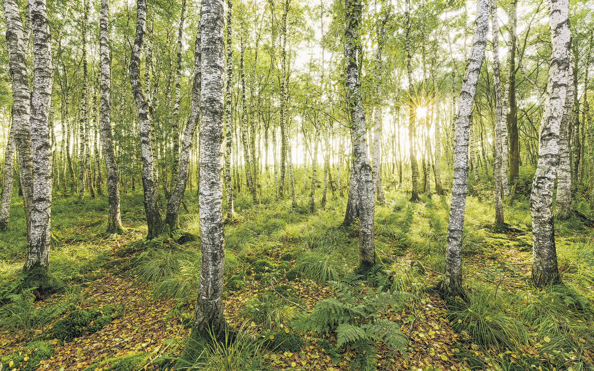 Panoramique Birch Trees - Papier peint Komar