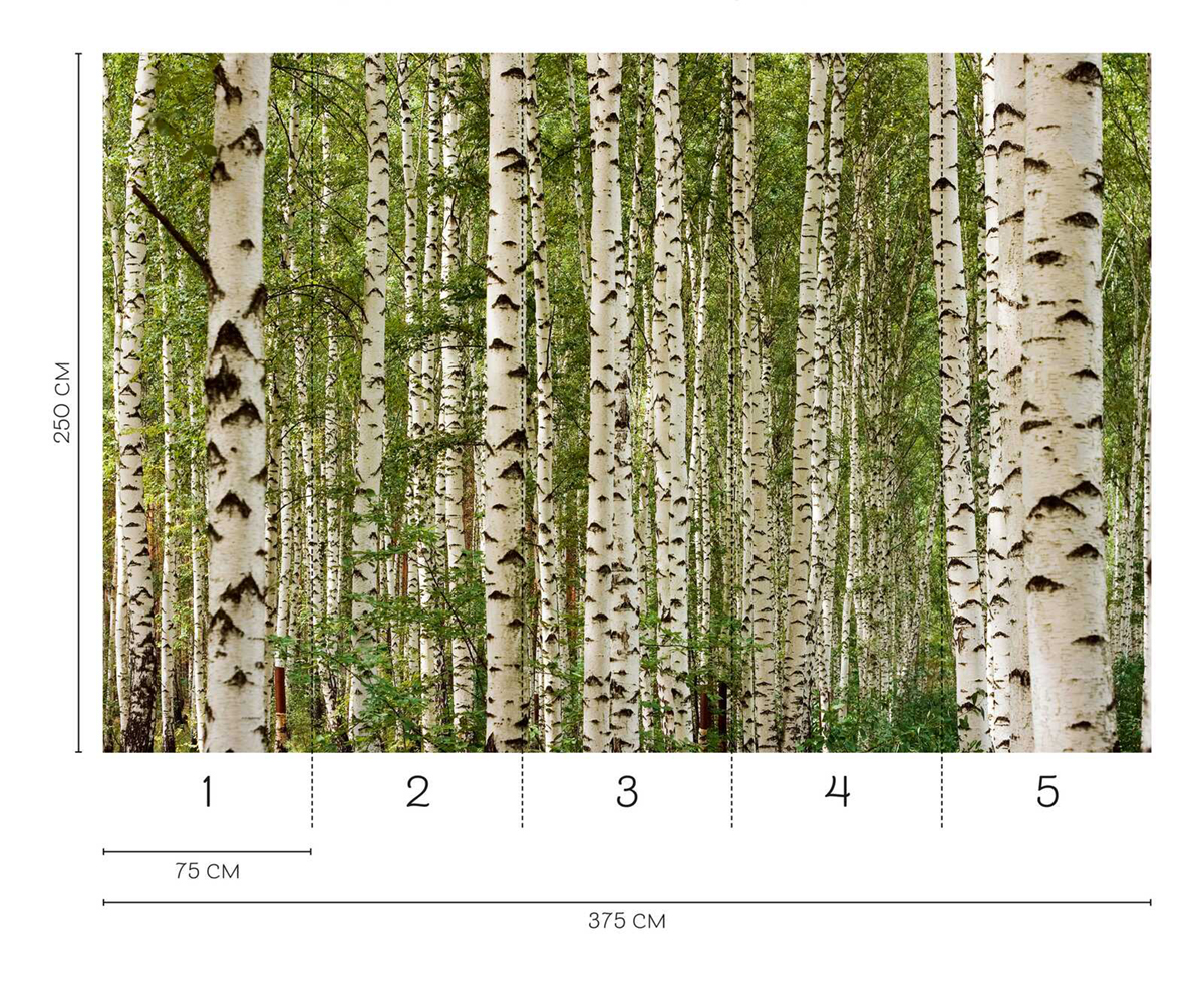 Papier peint panoramique Forêt Bouleau - Wall Love d'A.S. Création REGLE | Réf. DD129576