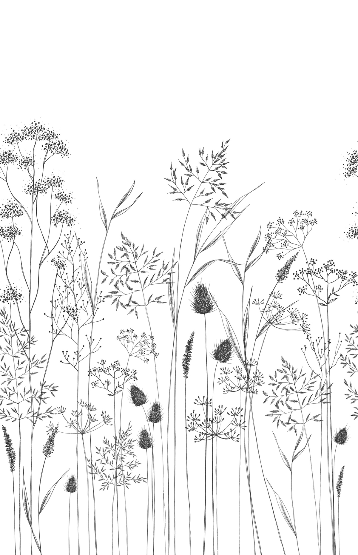 Papier peint panoramique Fleur Capillaris L noir fusain 200x310 - Wonderwalls de Casadéco | Réf. WDWS89149404